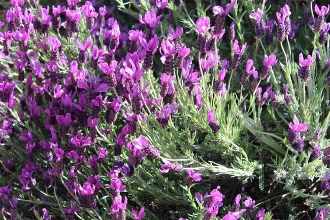 Building Photo - 55+ Community~ 2 Bed/2 Bath with Amazing Mountain Views for $1,595 a month!