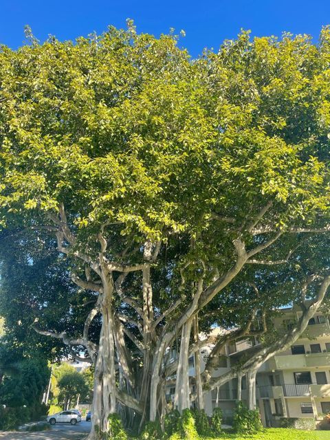Building Photo - 555 Banyan Tree Ln