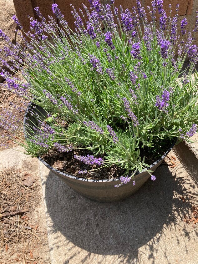 432 Woodland Dr, Wofford Heights, CA 93285 House Rental in Wofford