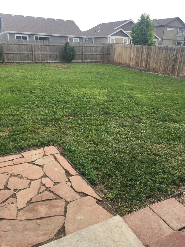 Back yard - 809 Scotch Pine Dr
