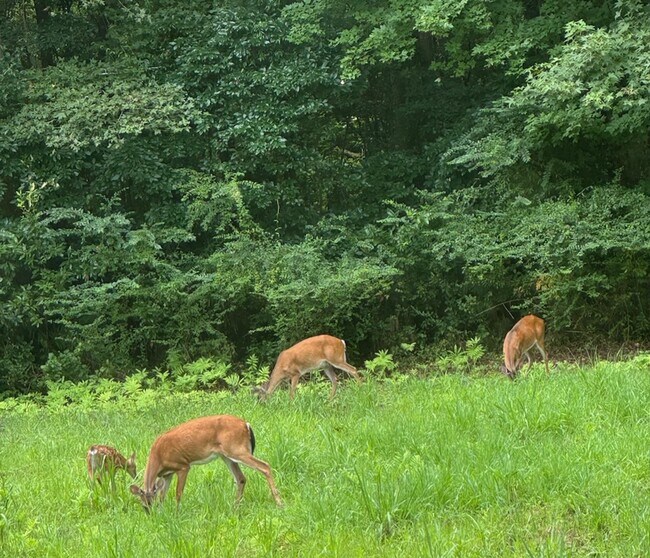 Foto del edificio - 254 Harrell Rd