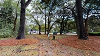 Located at 1830 Magwood Road in Charleston, South Carolina, this single-level outdoor space offers a tranquil, nature-rich environment defined by its striking canopy of mature live oak trees. The sprawling, arching branches of these grand trees create a natural overhead cover that filters light and provides generous shade throughout the area. The ground is carpeted with rich, reddish-brown mulch and natural debris characteristic of a well-established wooded setting, giving the space an organic, earthy aesthetic. Winding dirt pathways meander through the landscape, inviting visitors to explore the grounds at a leisurely pace. Thoughtfully placed amenities, including waste stations with signage, suggest the space is maintained and welcoming to guests. The surrounding environment is lush and green, with glimpses of nearby roadways and activity visible through the treeline, connecting this peaceful retreat to the broader West Ashley neighborhood of Charleston. The overall ambiance is calm and inviting, offering a natural respite characterized by the timeless beauty of South Carolina's iconic live oak landscape.