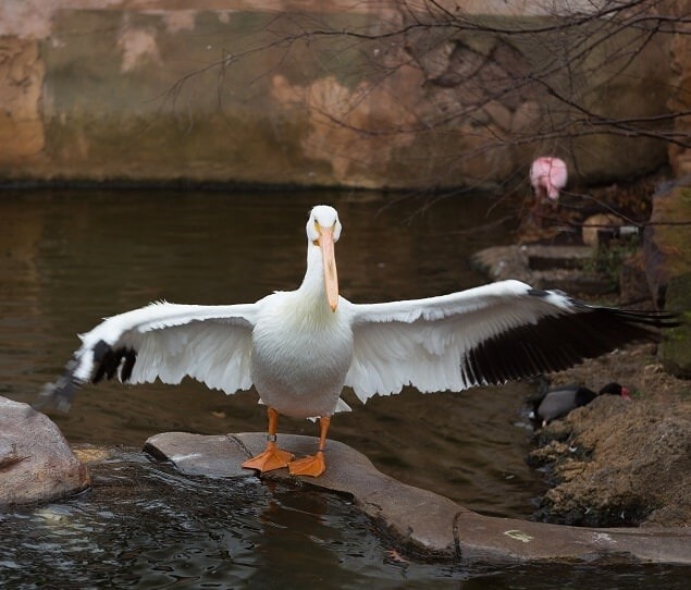 A pelican shows off his wings at the Caldwell Zoo
