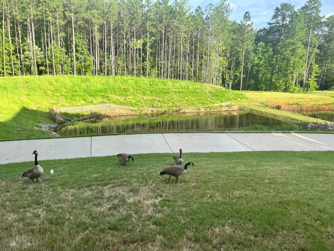 BackYard - 1147 Epiphany Rd