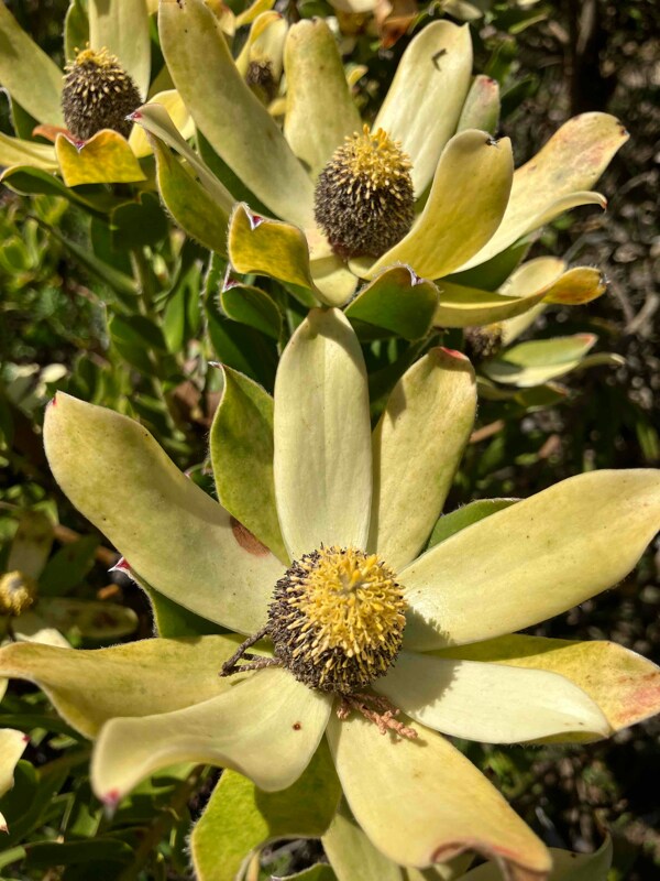 Foto del edificio - 2444 E Mobile Ln