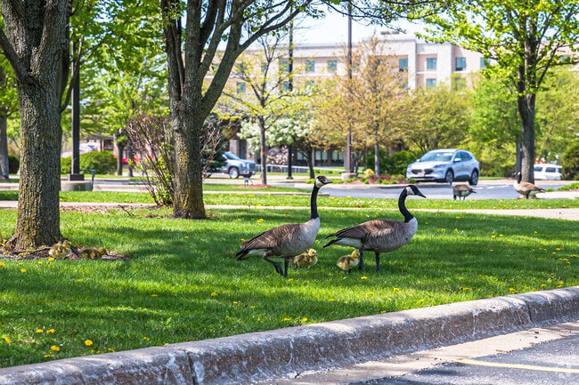A family of geese can be found walking in one of the parks in Orland Hills.