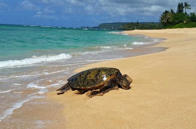 Foto del edificio - 68-434-434 Farrington Hwy