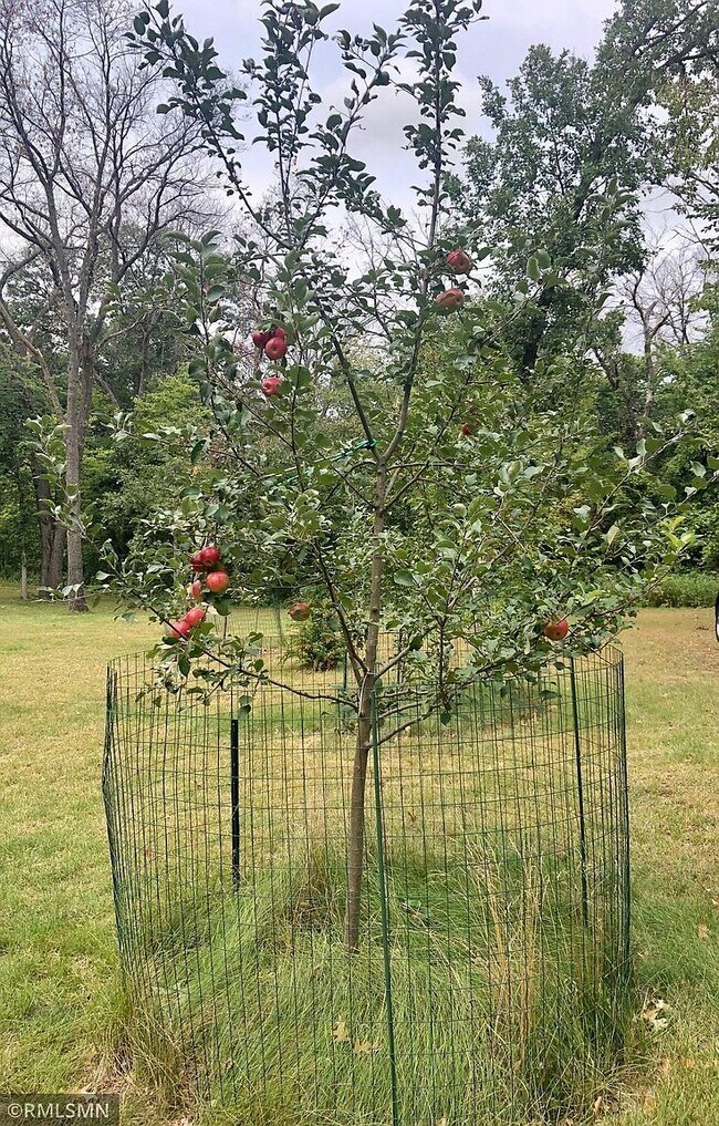 Apple Tree in yard - 5555 16th Ave SE
