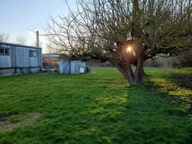 Large fruit trees and small storage building - 3021 Bennett Dr