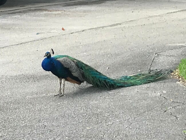 Foto del edificio - 4283 Wood Ride Rd