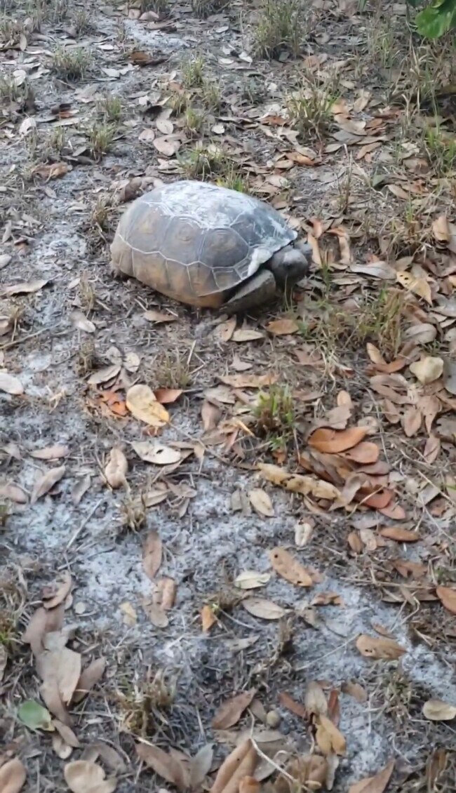 Beautiful creatures live and enjoy our peaceful waterfront retreat.They call our adjacent lot home - 3193 Desoto Dr