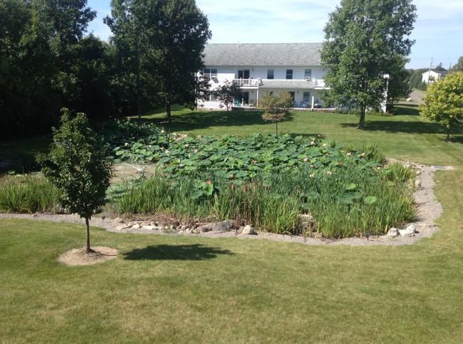 Water Lilies - Northside Apartments