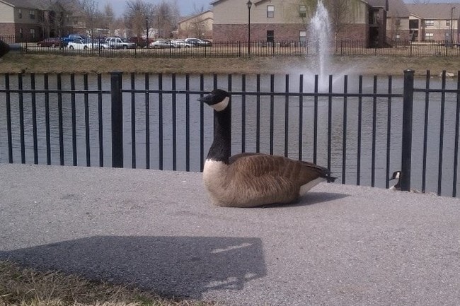 Photo - Brookhaven Apartments