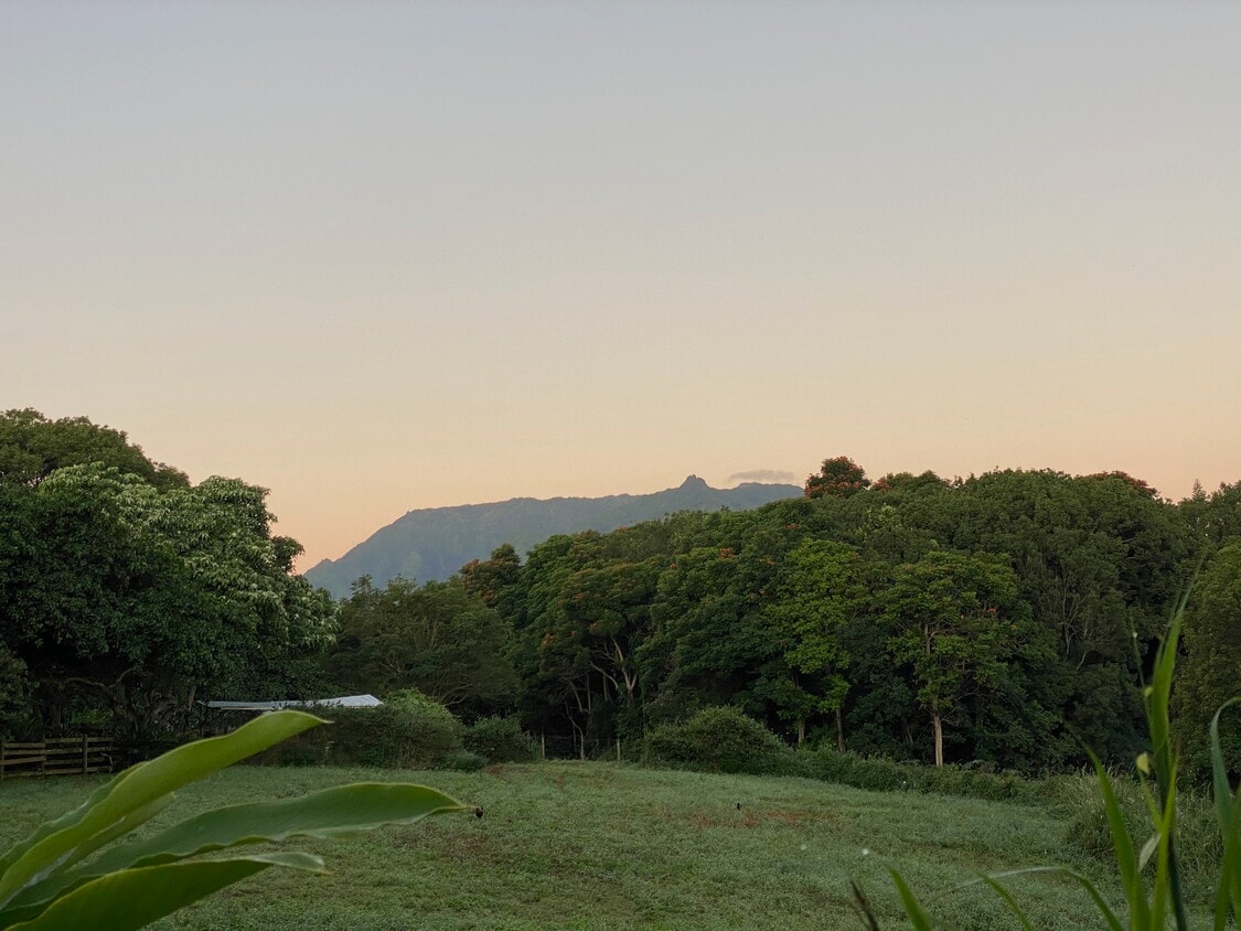 Backyard view - 1815 Kaehulua Pl