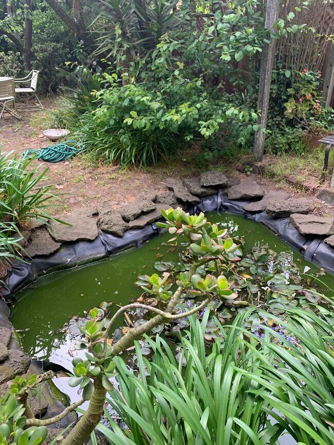fish pond in the backyard - 1127 Cole St
