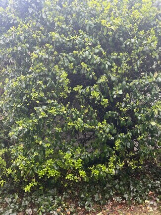 Shrubs - 40 Convent Rd