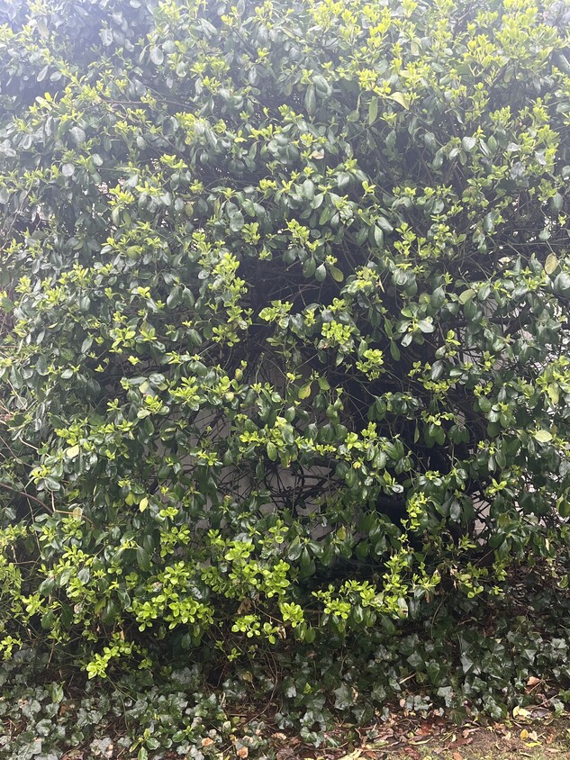 Shrubs - 40 Convent Rd