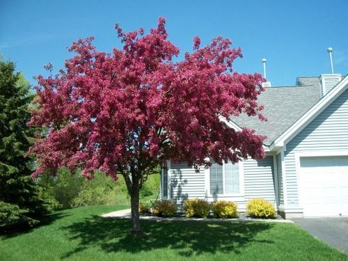 Primary Photo - 2332 Sumac Cir