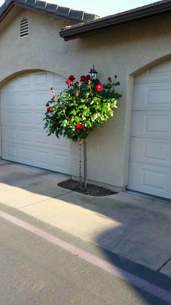 Foto del edificio - The Garden Cottages (Seniors 55+)