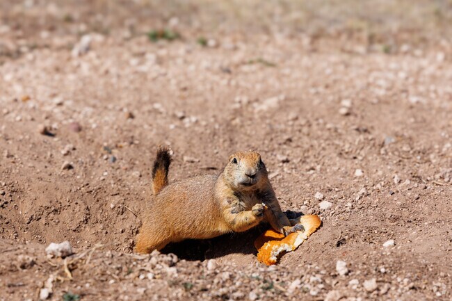 Prairie Dog Town offers visitors a chance to watch prairie dogs up close.