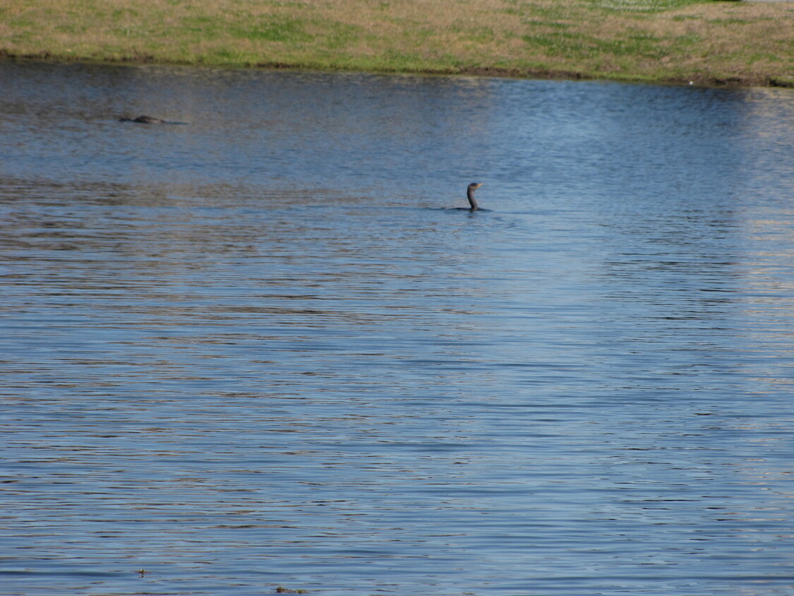 Building Photo - Nicholson Lakes Just south of LSU