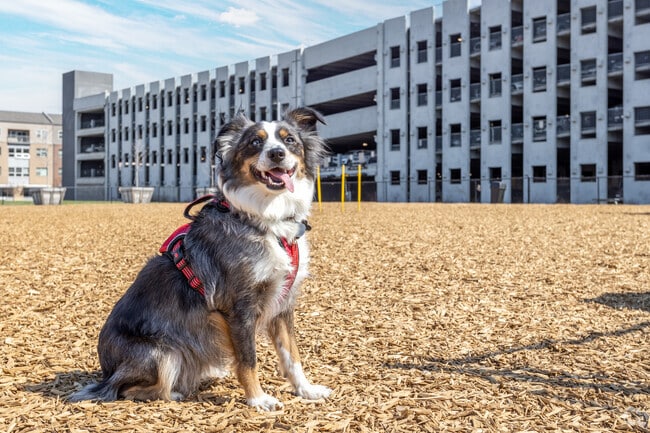 Canine Courtyard Bark Park has a dedicated area for large dogs and small dogs.
