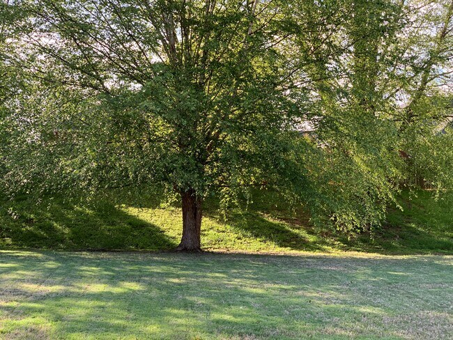 Backyard - 346 S Back Creek Rd NW