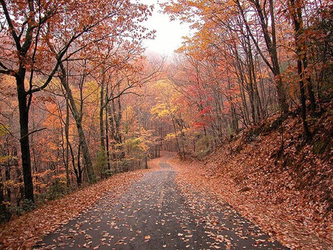 Vista de otoño en una de las calles de Big Canoe - 404 Owls Brow