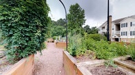 This outdoor garden space is thoughtfully designed around a series of raised wooden planting beds arranged along a gravel pathway, creating an organized yet natural atmosphere. The cedar-toned raised beds are generously sized and filled with a variety of flourishing plants, including leafy vegetables, flowering herbs, and climbing vines, suggesting a productive, multi-season growing space. A central gravel path winds between the beds, providing easy access for tending to the plants while maintaining a tidy, functional layout. A black metal arched trellis structure spans the pathway, adding a decorative architectural element that also supports climbing plants. To one side, a dense, ivy-covered wall creates a natural green boundary, while mature deciduous trees in the background provide shade and a lush, secluded feel. Additional vertical growing structures, including a white tower planter, are visible further along the path, maximizing the use of space. The surrounding landscape features mature shrubs and neighboring structures, integrating the garden into its wider environment. Overall, the space conveys a well-maintained, purposeful garden retreat suited for active cultivation and outdoor enjoyment.