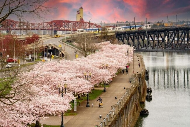 Top 10 Most Dog-Friendly Neighborhoods in Portland, OR