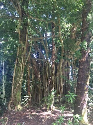 Foto del edificio - 15-1775-1775 Poni Moi Ave