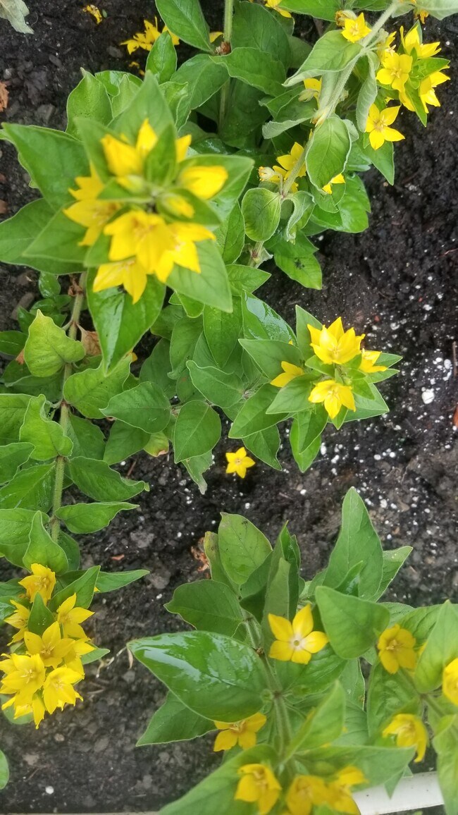 Foto del edificio - 418 Chautauqua St