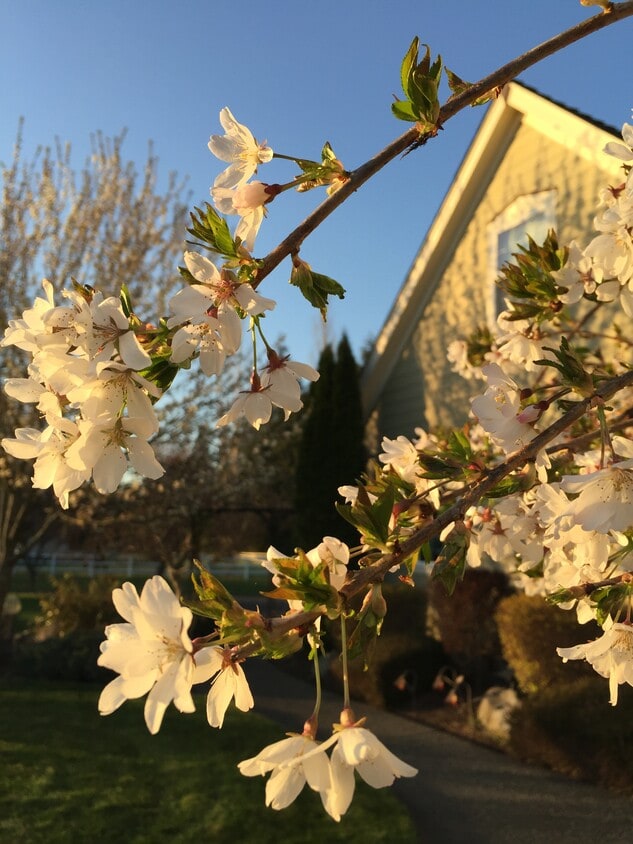 Ventana del estudio - 6236 Cate Farm Ct SE