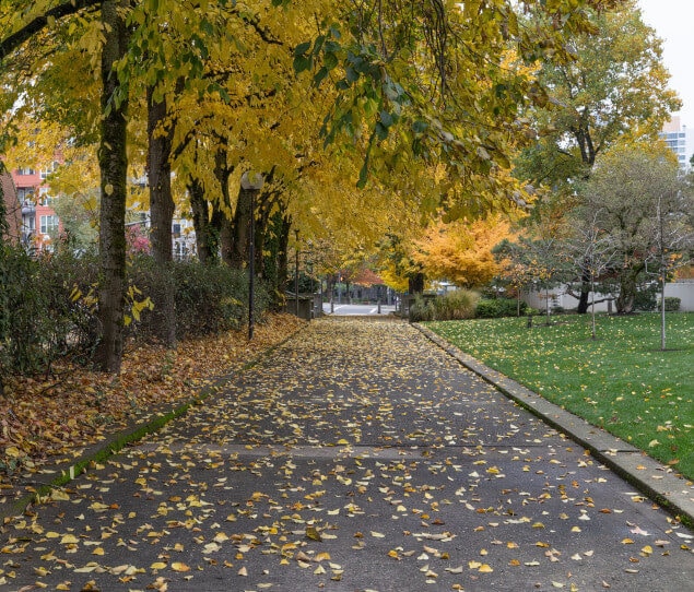 Walkway on a fall afternoon