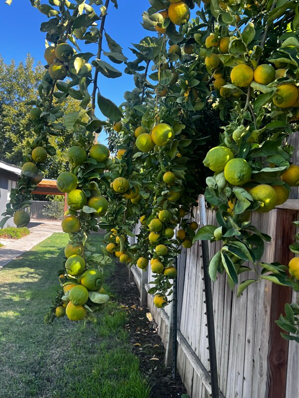 Foto del edificio - 445 S 2nd St