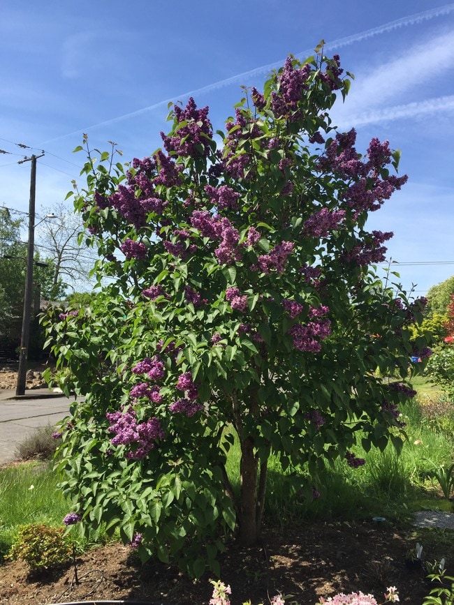 Wonderful smelling lilac tree! - 1601 NE Holman St