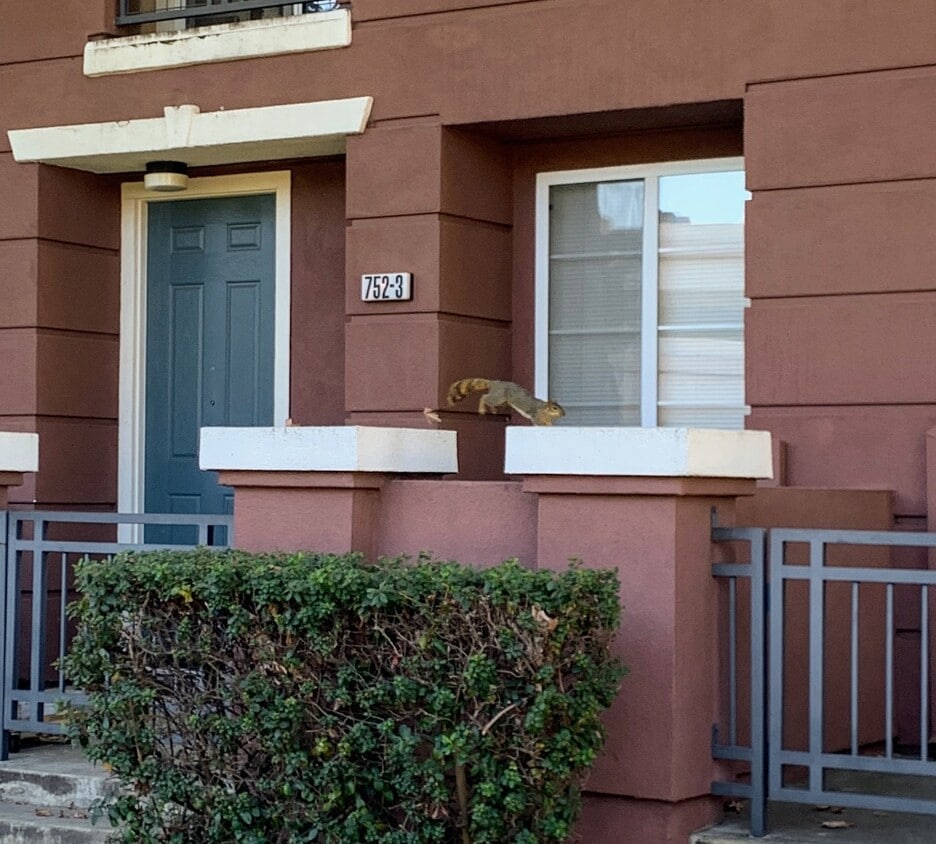 front porch - 752 City Walk Pl