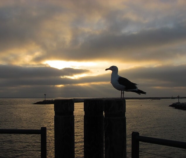 A seagull perched above the ocean