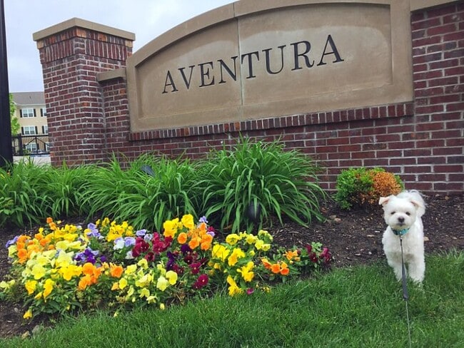 Welcome Home to AVFP! - Aventura at Forest Park and Tower Grove TH