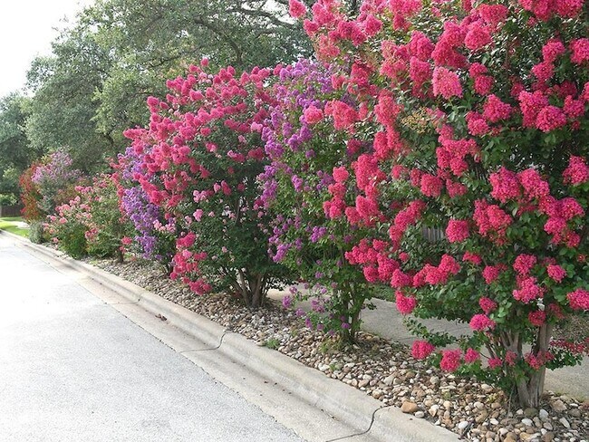 Foto del edificio - 1038 Cashew Ln