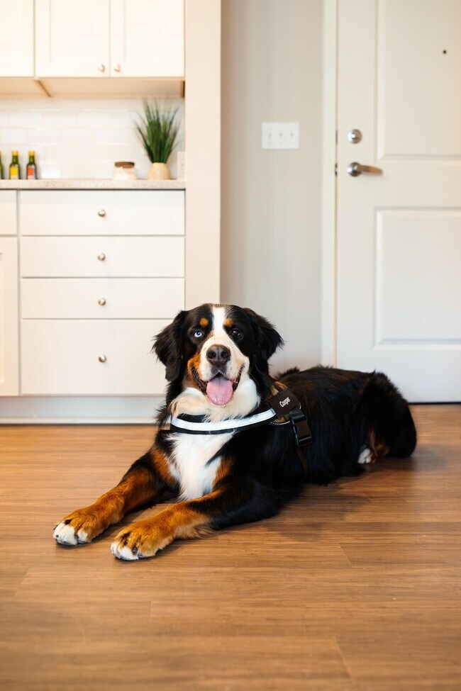 The Residences at MQ Apartments in Montgomery, OH