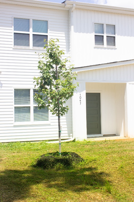 Primary Photo - 1047 E Harnett St