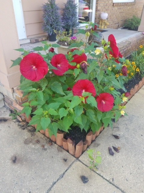 flores del porche delantero - 61035 11 Mile Rd