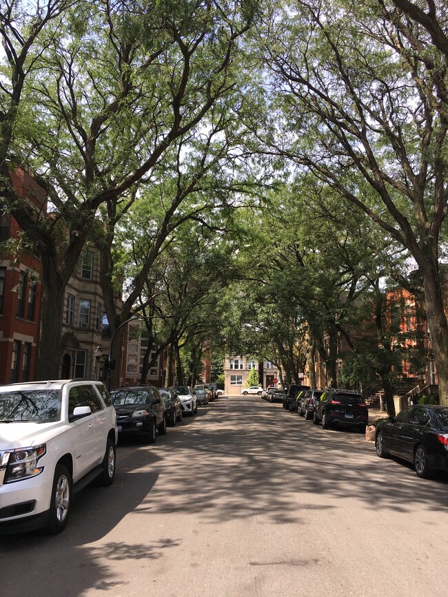 Tree lined street - 1435 W Lexington St