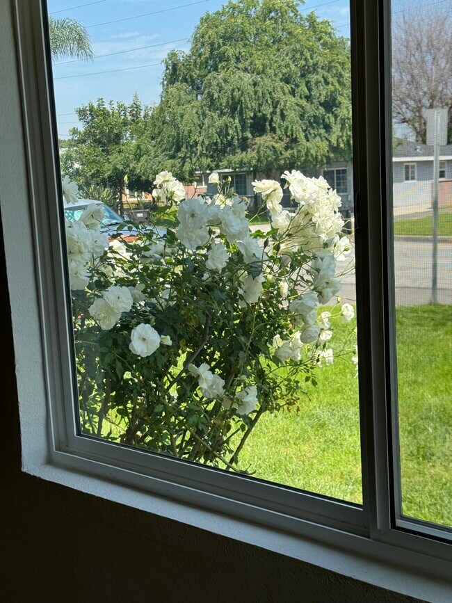 Roses in front of Living Room Window - 4717 Garrick Ave