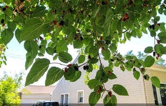 Building Photo - 11423 Wickersham Ln