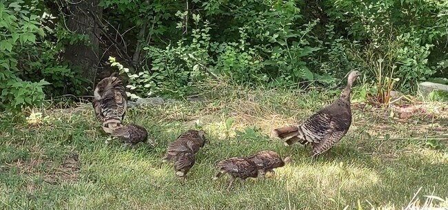 Turkey hens and chicks in the yard - 518 Beaver Ave