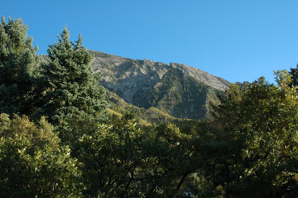 View from patio - 4222 S Helaman Cir