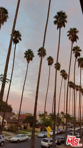 Palm tree lined street - 1150 W 55th St