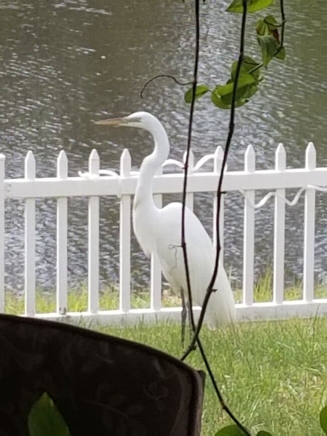 Foto del edificio - 237 N Hidden Tree Dr